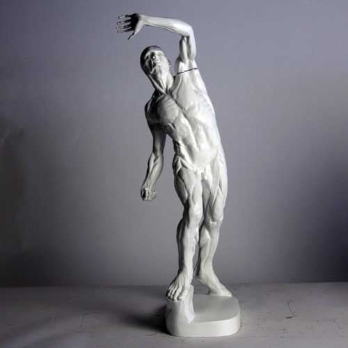 Anatomy Of Man Outdoor/Indoor Statue - Bella Statues