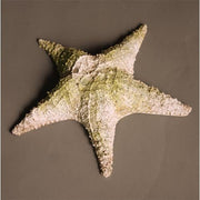 Starfish Pacific 11 Outdoor/Indoor Statue - Bella Statues