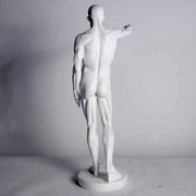 Anatomy Of Man Outdoor/Indoor Statue - Bella Statues