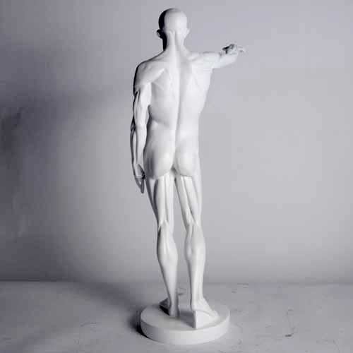 Anatomy Of Man Outdoor/Indoor Statue - Bella Statues