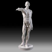 Lifesize Anatomy Of Man Outdoor/Indoor Statue - Bella Statues