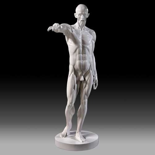 Lifesize Anatomy Of Man Outdoor/Indoor Statue - Bella Statues