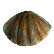 Lifesize Atlantic Clam - Lg 47 Wide Outdoor/Indoor Statue - Bella Statues