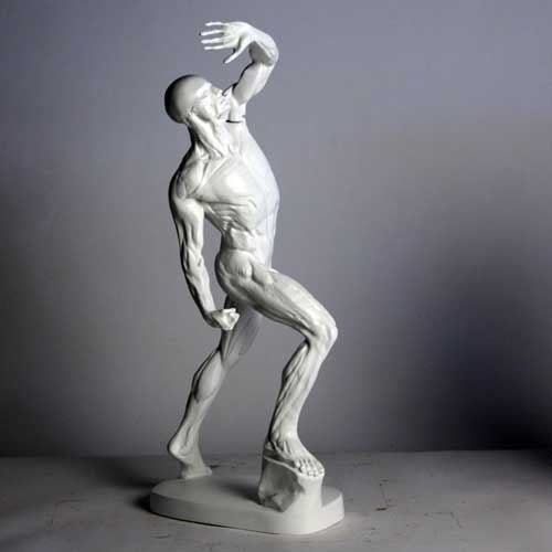Anatomy Of Man Outdoor/Indoor Statue - Bella Statues