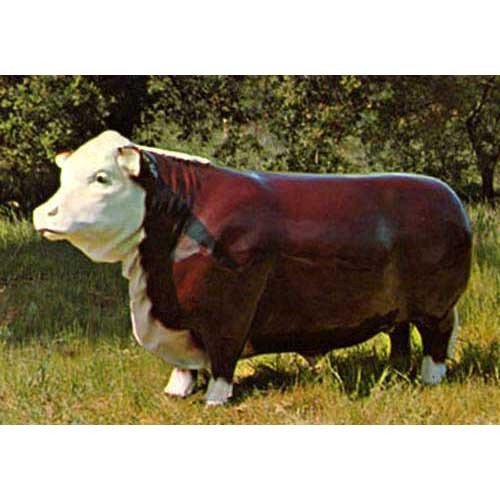Lifesize Cow/Steer Outdoor/Indoor Statue - Bella Statues