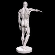 Lifesize Anatomy Of Man Outdoor/Indoor Statue - Bella Statues