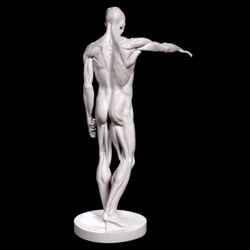 Lifesize Anatomy Of Man Outdoor/Indoor Statue - Bella Statues