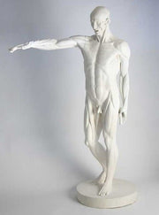 Lifesize Anatomy Of Man Outdoor/Indoor Statue - Bella Statues