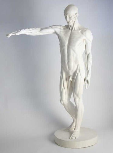 Lifesize Anatomy Of Man Outdoor/Indoor Statue - Bella Statues