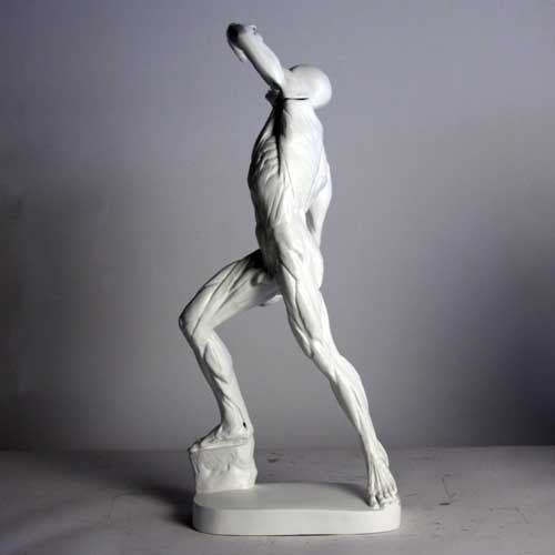 Anatomy Of Man Outdoor/Indoor Statue - Bella Statues