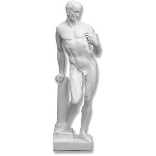 Anatomy Of Man Outdoor/Indoor Statue - Bella Statues