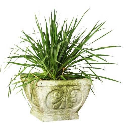 Fleur De Lis Pot - Square 10 H Outdoor/Indoor Statue - Bella Statues