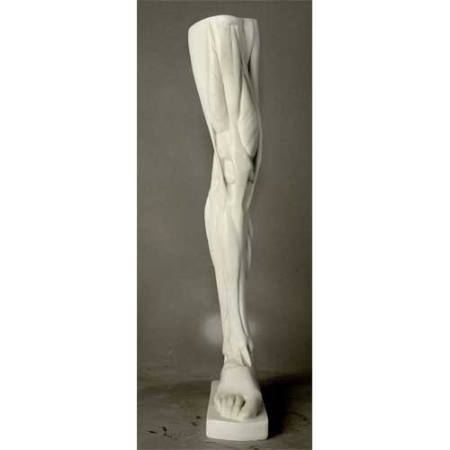 Anatomical Leg Outdoor/Indoor Statue - Bella Statues
