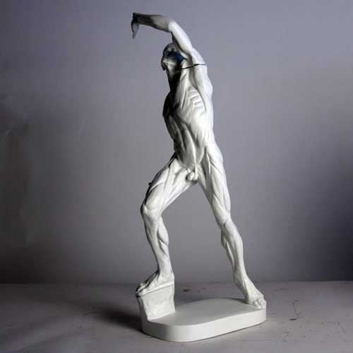 Anatomy Of Man Outdoor/Indoor Statue - Bella Statues