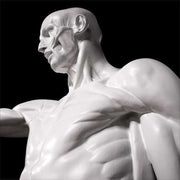 Lifesize Anatomy Of Man Outdoor/Indoor Statue - Bella Statues