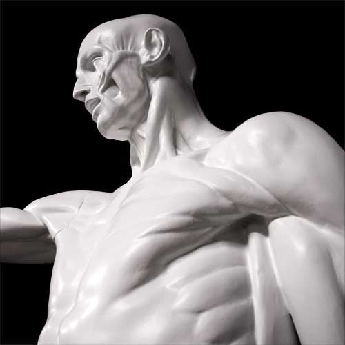 Lifesize Anatomy Of Man Outdoor/Indoor Statue - Bella Statues