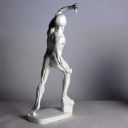 Anatomy Of Man Outdoor/Indoor Statue - Bella Statues