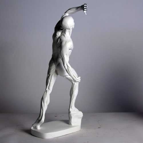 Anatomy Of Man Outdoor/Indoor Statue - Bella Statues
