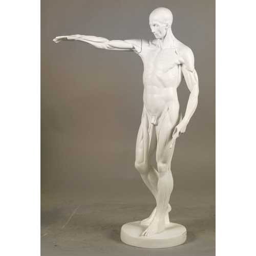 Anatomy Of Man Outdoor/Indoor Statue - Bella Statues