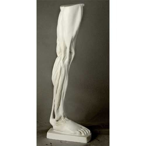 Classical anatomical leg sculpture with exposed muscles, inspired by Renaissance and old world European artistic traditions. Side View
