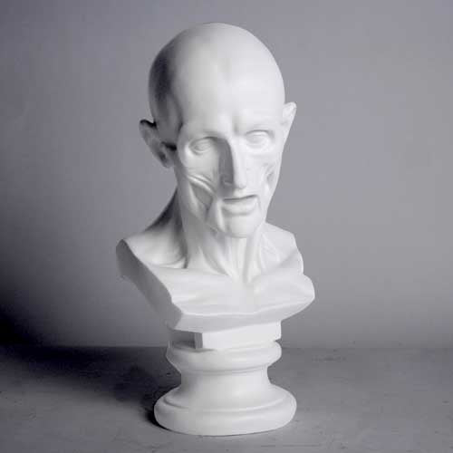 Anatomy Bust Outdoor/Indoor Statue - Bella Statues