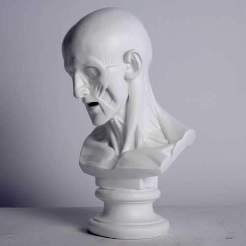 Classical anatomical bust with detailed facial muscles, old world European style, reminiscent of Renaissance and Greek sculpture. Side Angle
