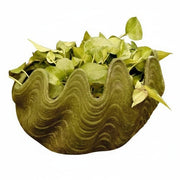 Ornate old world European planter with scalloped, wavy rim and classical detailing, filled with leafy green foliage.