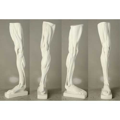 Classical anatomical leg sculpture with exposed muscles, inspired by Renaissance and old world European artistic traditions. Other Angle
