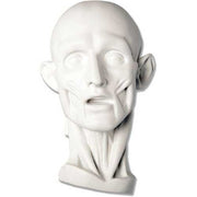 Anatomical bust with exposed facial muscles and classical Renaissance style, featuring detailed, lifelike sculptural features.