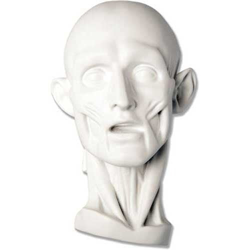 Anatomical bust with exposed facial muscles and classical Renaissance style, featuring detailed, lifelike sculptural features.