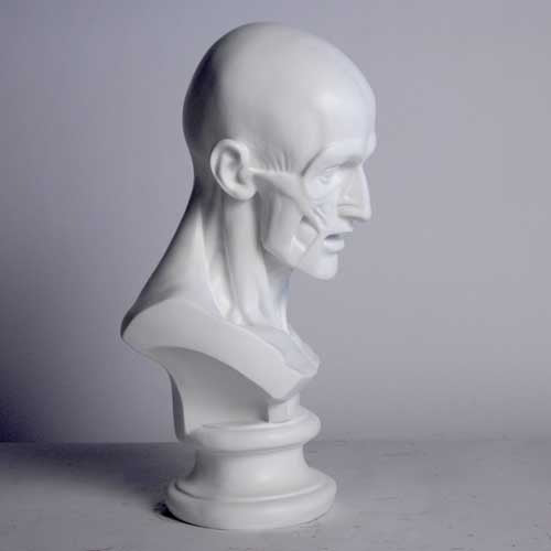 Classical anatomical bust with detailed facial muscles, old world European style, reminiscent of Renaissance and Greek sculpture. Additional Angle