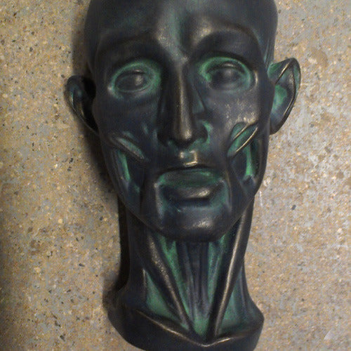 Anatomical bust with exposed facial muscles and classical Renaissance style, featuring detailed, lifelike sculptural features. Side Angle