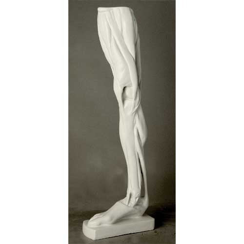 Classical anatomical leg sculpture with exposed muscles, inspired by Renaissance and old world European artistic traditions. Different Angle