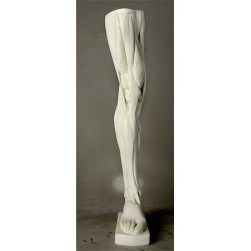 Classical anatomical leg sculpture with exposed muscles, inspired by Renaissance and old world European artistic traditions. Side Angle