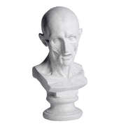 Classical anatomical bust with detailed facial muscles, old world European style, reminiscent of Renaissance and Greek sculpture. Side View