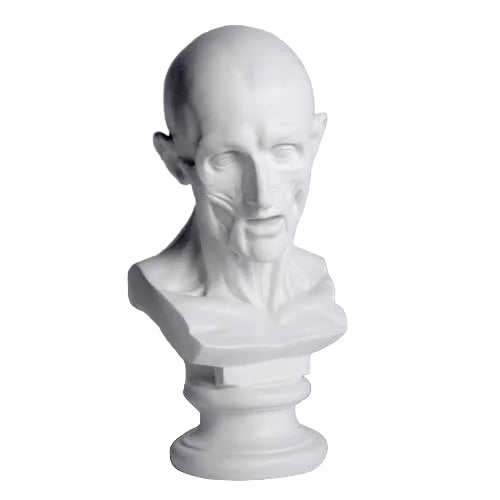 Classical anatomical bust with detailed facial muscles, old world European style, reminiscent of Renaissance and Greek sculpture. Side View
