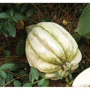 Acorn Squashstatue (5 - Inch) Side Angle