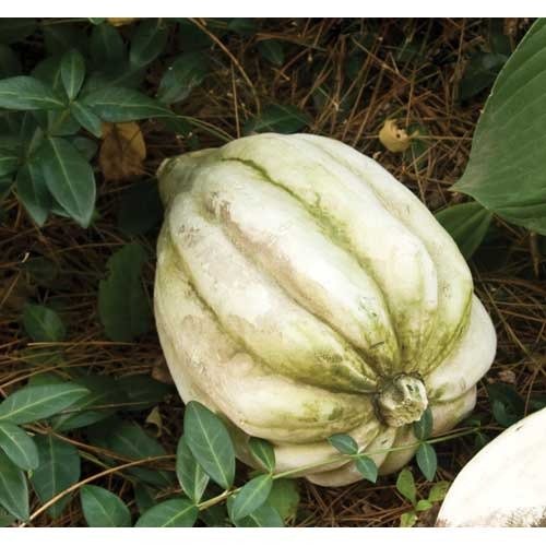 Acorn Squashstatue (5 - Inch) Side Angle