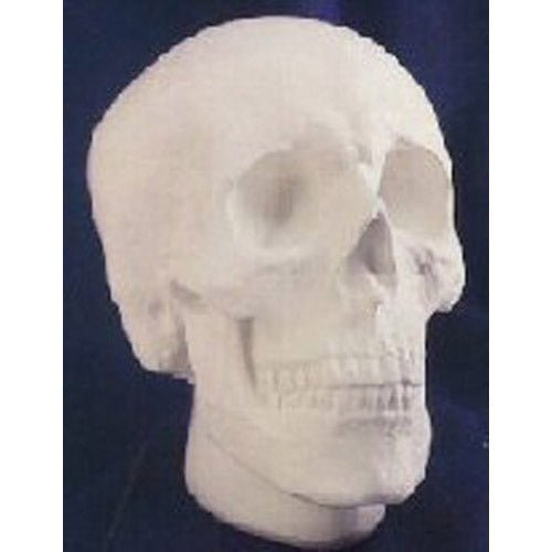 Anatomical Skull Drawing Cast Statue (8 - Inch)