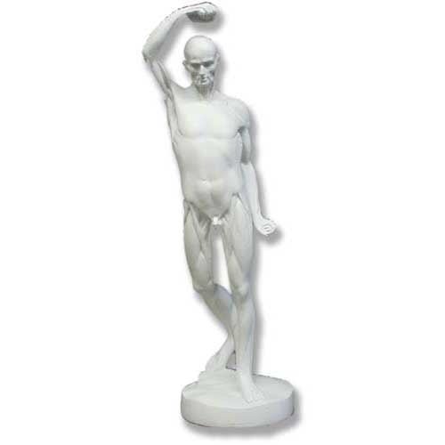 Anatomy of Man Drawing Cast Statue (20 - Inch)