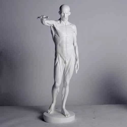 Anatomy of Man Garden Statue (29 - Inch) Angled View