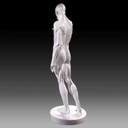Anatomy Of Man Statue Bdc (72 - Inch) Side Angle View
