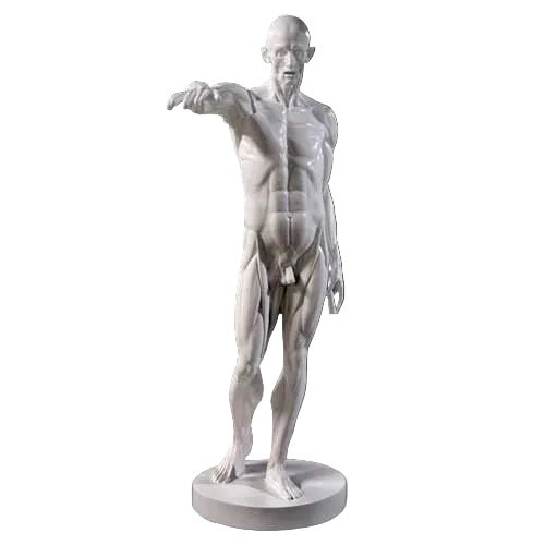 Anatomy Of Man Statue Bdc (72 - Inch) Side View