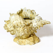 Caribbean Conch Garden Statue (6.59 - Inch) Other Angle