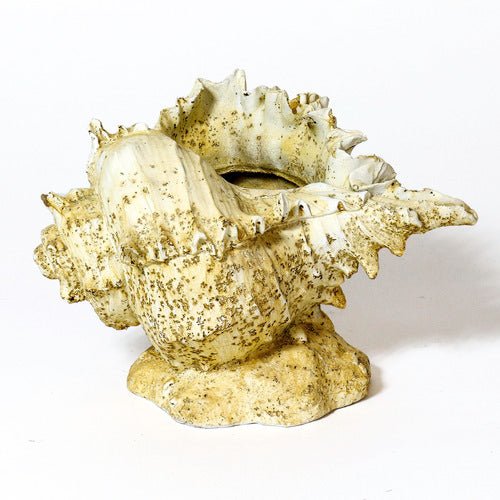 Caribbean Conch Garden Statue (6.59 - Inch) Other Angle
