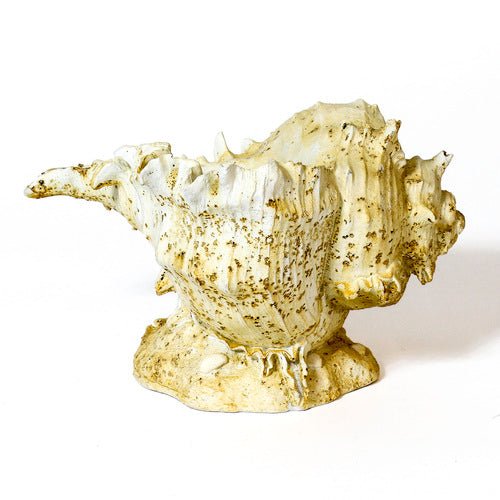 Caribbean Conch Garden Statue (6.59 - Inch) Different Angle