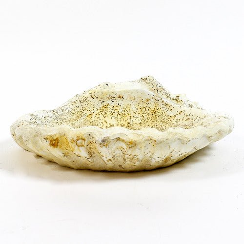 Shell Birdbath Garden Statue (15 - Inch) Other Angle
