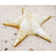 Starfish Garden Statue (11 - Inch)