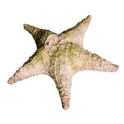 Starfish Garden Statue (11 - Inch) Side View