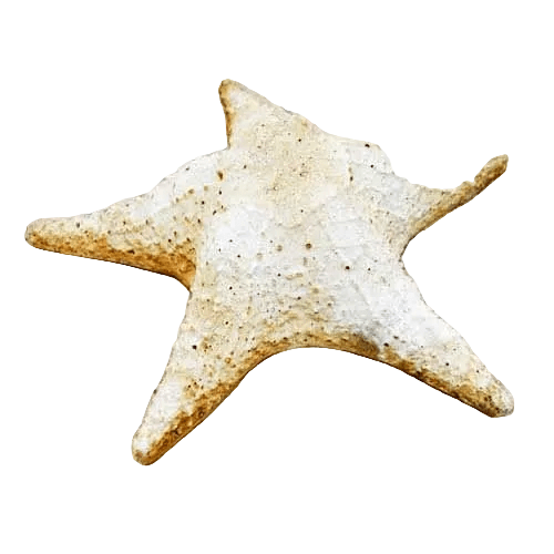 Starfish Garden Statue (11 - Inch) Side View